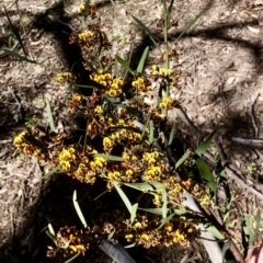 Daviesia mimosoides subsp. mimosoides at Bruce, ACT - 7 Oct 2021 10:32 AM