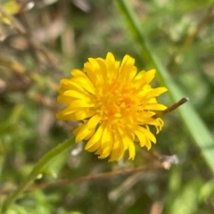 Calotis lappulacea (Yellow Burr Daisy) at Griffith, ACT - 7 Oct 2021 by ianandlibby1