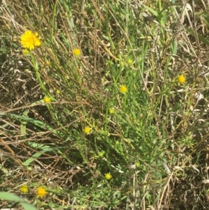 Calotis lappulacea at Griffith, ACT - 7 Oct 2021