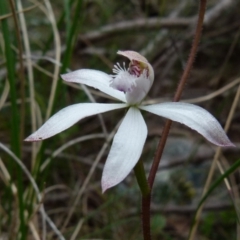 Caladenia dimorpha (Spicy Caps) at Boro, NSW - 4 Oct 2021 by Paul4K