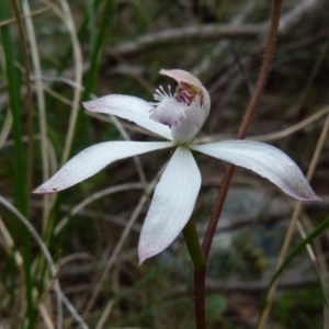 Caladenia dimorpha at Boro, NSW - 4 Oct 2021