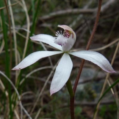 Caladenia dimorpha (Spicy Caps) at Boro, NSW - 4 Oct 2021 by Paul4K