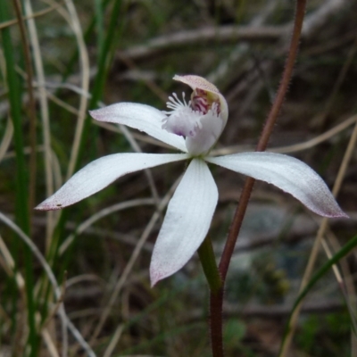 Caladenia dimorpha at Boro, NSW - 3 Oct 2021 by Paul4K