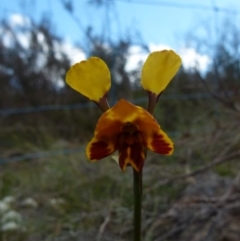 Diuris semilunulata (Late Leopard Orchid) at Boro, NSW - 4 Oct 2021 by Paul4K