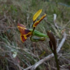 Diuris semilunulata at Boro, NSW - suppressed