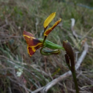 Diuris semilunulata at Boro, NSW - suppressed