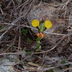 Diuris semilunulata at Boro, NSW - suppressed