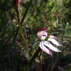 Caladenia moschata (Musky Caps) at Boro, NSW - 6 Oct 2021 by Paul4K