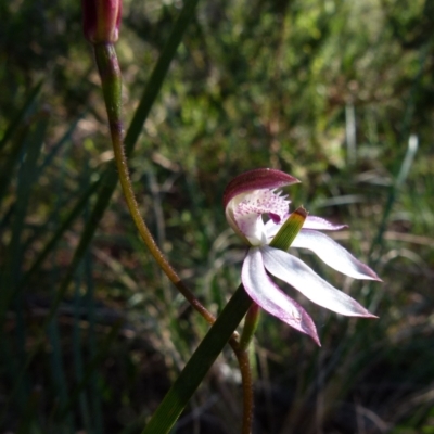 Caladenia moschata (Musky Caps) at Boro, NSW - 6 Oct 2021 by Paul4K