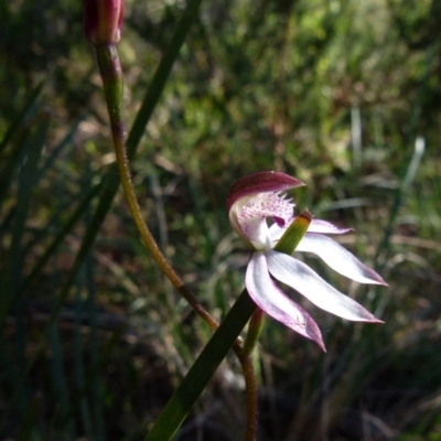 Caladenia moschata (Musky Caps) at Boro, NSW - 5 Oct 2021 by Paul4K