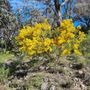 Acacia cultriformis at Jerrabomberra, ACT - 7 Oct 2021