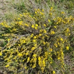 Hibbertia calycina (Lesser Guinea-flower) at Jerrabomberra, ACT - 7 Oct 2021 by Mike