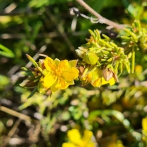 Hibbertia calycina at Jerrabomberra, ACT - 7 Oct 2021 03:26 PM