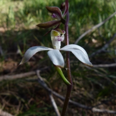 Caladenia moschata (Musky Caps) at Boro, NSW - 6 Oct 2021 by Paul4K