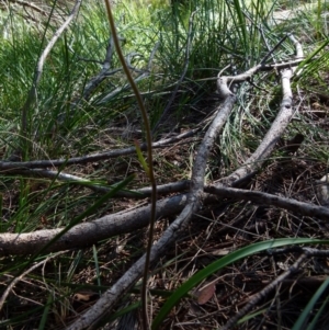 Caladenia moschata at Boro, NSW - 6 Oct 2021