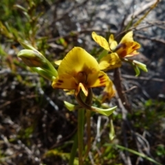 Diuris semilunulata (Late Leopard Orchid) at Boro, NSW - 6 Oct 2021 by Paul4K