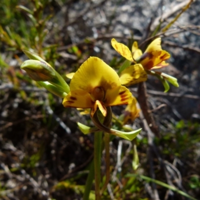 Diuris semilunulata (Late Leopard Orchid) at Boro, NSW - 6 Oct 2021 by Paul4K