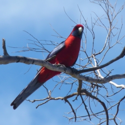 Platycercus elegans (Crimson Rosella) at Boro - 5 Oct 2021 by Paul4K