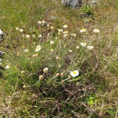 Leucochrysum albicans subsp. tricolor (Hoary Sunray) at The Pinnacle - 7 Oct 2021 by sangio7