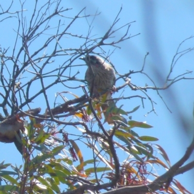 Anthochaera carunculata (Red Wattlebird) at Boro - 5 Oct 2021 by Paul4K