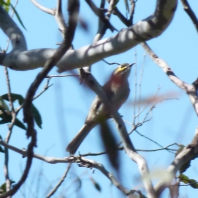 Caligavis chrysops (Yellow-faced Honeyeater) at Boro - 6 Oct 2021 by Paul4K