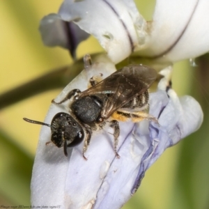 Lasioglossum (Chilalictus) sp. (genus & subgenus) at Macgregor, ACT - 7 Oct 2021