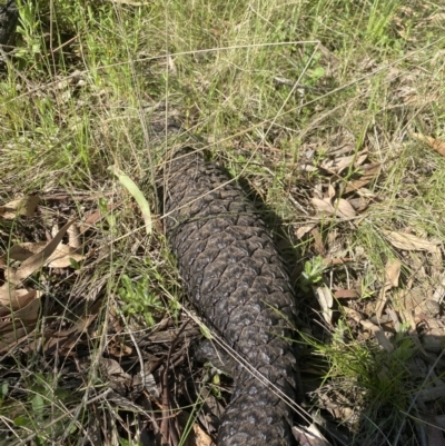 Tiliqua rugosa (Shingleback Lizard) at Watson, ACT - 7 Oct 2021 by rosiecooney