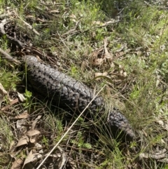 Tiliqua rugosa at Watson, ACT - 7 Oct 2021 04:08 PM