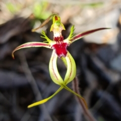 Caladenia parva (Brown-clubbed Spider Orchid) at Stromlo, ACT - 7 Oct 2021 by RobG1