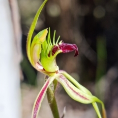 Caladenia parva at Stromlo, ACT - suppressed