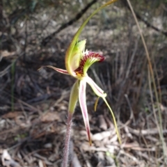 Caladenia parva at Stromlo, ACT - suppressed