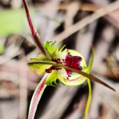 Caladenia parva at Stromlo, ACT - 7 Oct 2021