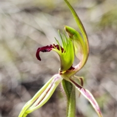 Caladenia parva at Stromlo, ACT - 7 Oct 2021