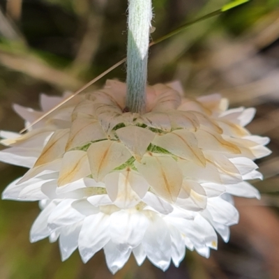 Leucochrysum albicans subsp. tricolor (Hoary Sunray) at Wanniassa Hill - 7 Oct 2021 by Mike