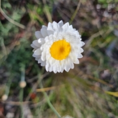 Leucochrysum albicans subsp. tricolor at Tuggeranong DC, ACT - 7 Oct 2021