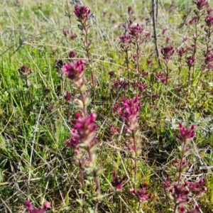 Parentucellia latifolia at Jerrabomberra, ACT - 7 Oct 2021