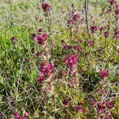 Parentucellia latifolia (Red Bartsia) at Jerrabomberra, ACT - 7 Oct 2021 by Mike