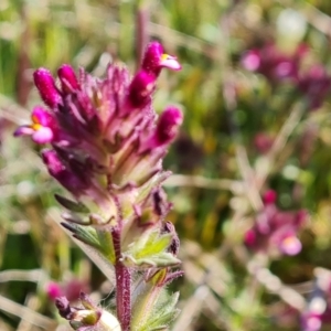 Parentucellia latifolia at Jerrabomberra, ACT - 7 Oct 2021