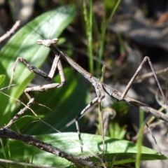 Archimantis latistyla (Stick Mantis, Large Brown Mantis) at Coree, ACT - 7 Oct 2021 by RobG1