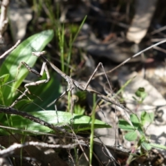 Archimantis latistyla at Coree, ACT - 7 Oct 2021