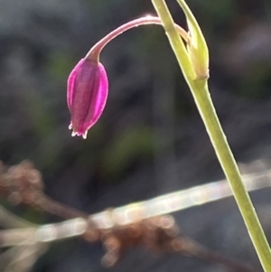 Arthropodium minus at Stromlo, ACT - 7 Oct 2021