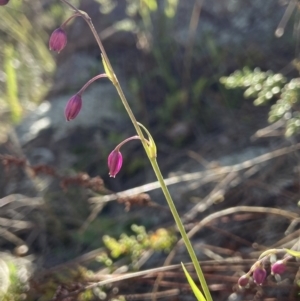 Arthropodium minus at Stromlo, ACT - 7 Oct 2021