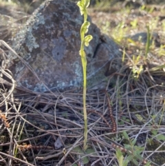 Hymenochilus cycnocephalus (Swan greenhood) at Stromlo, ACT - 6 Oct 2021 by AJB