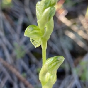 Hymenochilus cycnocephalus at Stromlo, ACT - 7 Oct 2021