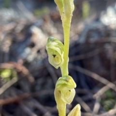 Hymenochilus cycnocephalus at Stromlo, ACT - 7 Oct 2021