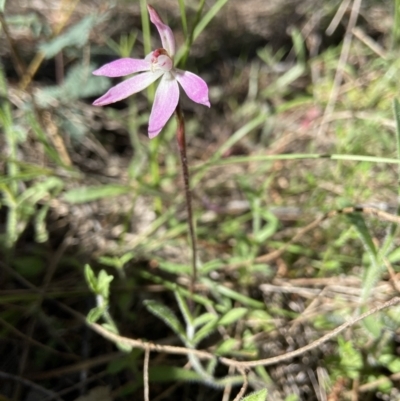 Caladenia fuscata (Dusky Fingers) at Stromlo, ACT - 6 Oct 2021 by AJB