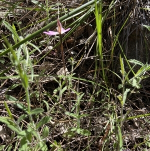 Caladenia fuscata at Stromlo, ACT - 7 Oct 2021