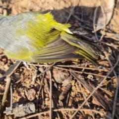 Zosterops lateralis (Silvereye) at Mount Majura - 5 Oct 2021 by sbittinger