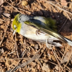 Zosterops lateralis at Watson, ACT - 6 Oct 2021