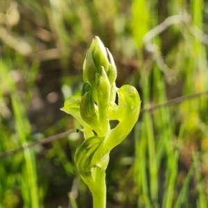 Hymenochilus cycnocephalus at Jerrabomberra, ACT - 7 Oct 2021